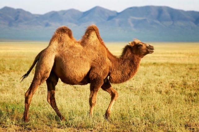 Nama Nama Hewan Dari A Sampai Z Yang Dimulai Dari Huruf B-Bactrian Camel