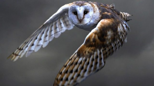  Nama Nama Hewan Dari A Sampai Z Yang Dimulai Dari Huruf B-Barn Owl