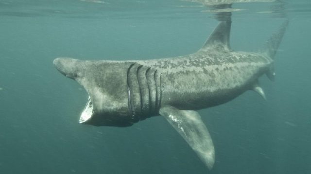 Nama Nama Hewan Dari A Sampai Z Yang Dimulai Dari Huruf B-Basking Shark