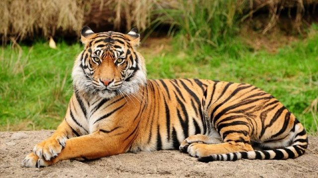 Gambar Nama Nama Hewan Dari A Sampai Z Yang Dimulai Dari Huruf B-Bengal Tiger