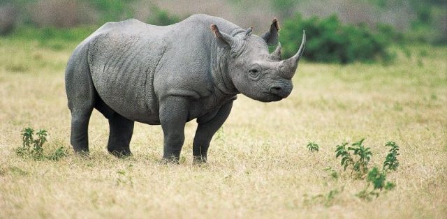 Gambar Nama Nama Hewan Dari A Sampai Z Yang Dimulai Dari Huruf B-Black Rhinoceros