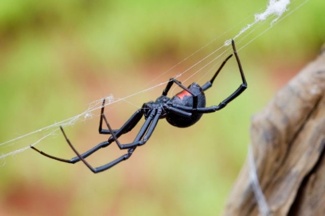  Gambar Nama Nama Hewan Dari A Sampai Z Yang Dimulai Dari Huruf B-Black Widow Spider