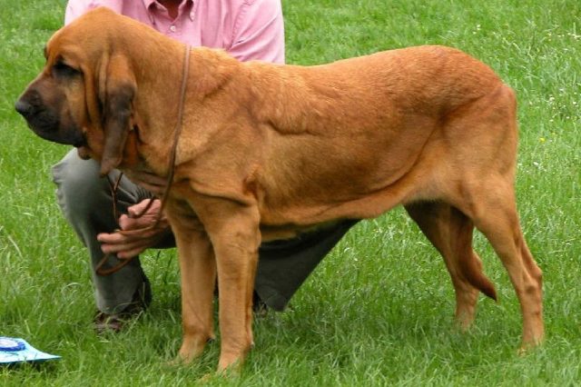 Gambar  Nama Nama Hewan Dari A Sampai Z Yang Dimulai Dari Huruf B-Bloodhound