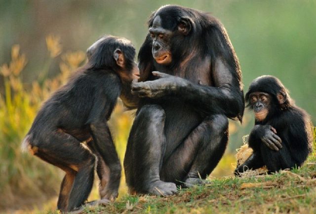 Gambar Nama Nama Hewan Dari A Sampai Z Yang Dimulai Dari Huruf B-Bonobo