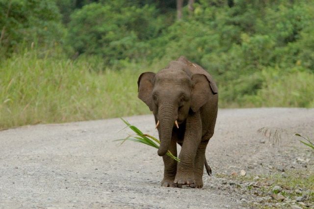 Gambar Nama Nama Hewan Dari A Sampai Z Yang Dimulai Dari Huruf B-Borneo Elephant