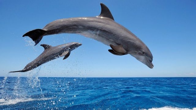 Gambar Nama Nama Hewan Dari A Sampai Z Yang Dimulai Dari Huruf B-Bottle Nosed Dolphin