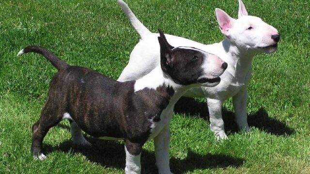 Gambar Nama Nama Hewan Dari A Sampai Z Yang Dimulai Dari Huruf B-Bull Terrier