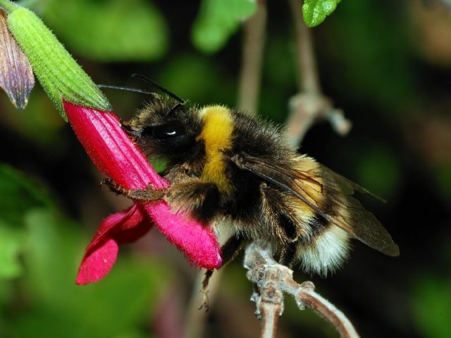 Gambar Nama Nama Hewan Dari A Sampai Z Yang Dimulai Dari Huruf B-Bumble Bee