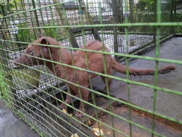 Gambar Jenis Musang Peliharaan-Musang Luwak ( common palm civet ) atau Musang Pandan Bali