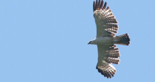 Gambar Ciri Ciri Elang Flores ( Flores Hawk-eagle ) Ketika Terbang