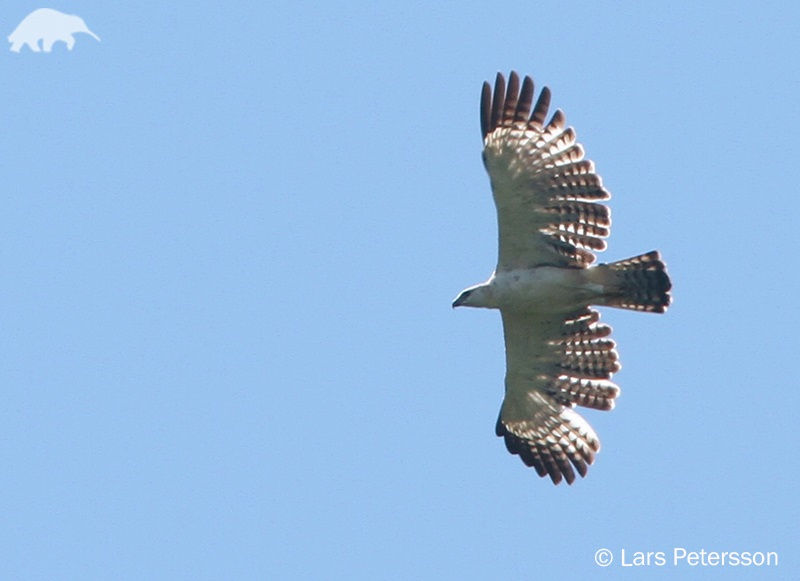 Gambar Ciri Ciri Elang Flores ( Flores Hawk-eagle ) Ketika Terbang
