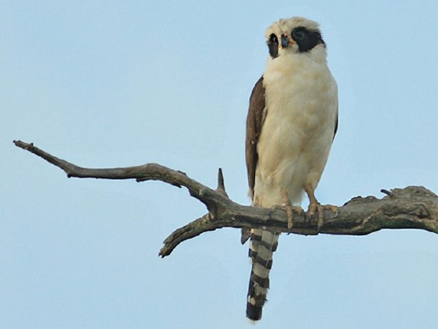 Gambar Jenis Alap Alap Di Dunia-Falkon tertawa atau laughing falcon ( Herpetotheres cachinnans )