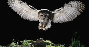 Gambar Hewan Pemakan Tikus Got - Owls Prey On Rats ( Burung Hantu Memangsa Tikus)