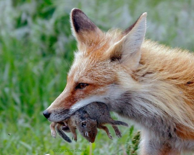 Gambar Hewan Pemakan Tikus Got - foxes prey on rats ( Rubah Memangsa Tikus)