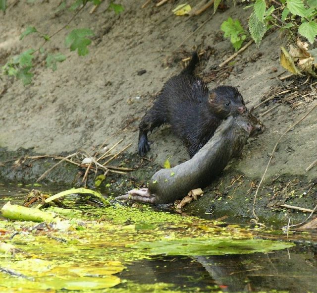 Gambar Hewan Pemakan Tikus Got - mink fed rats