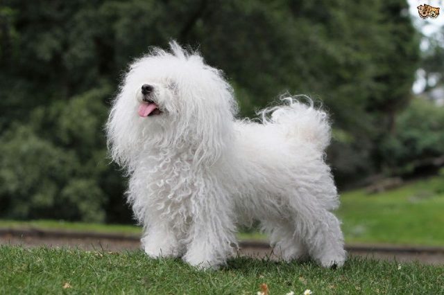 Gambar Jenis Anjing Kecil-Bolognese dog