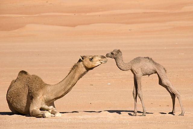 Gambar Nama Hewan Dari Huruf C - Camel