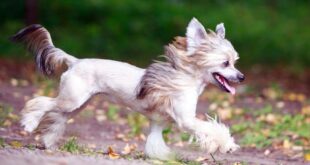 Gambar Jenis Anjing Kecil-Chinese Crested