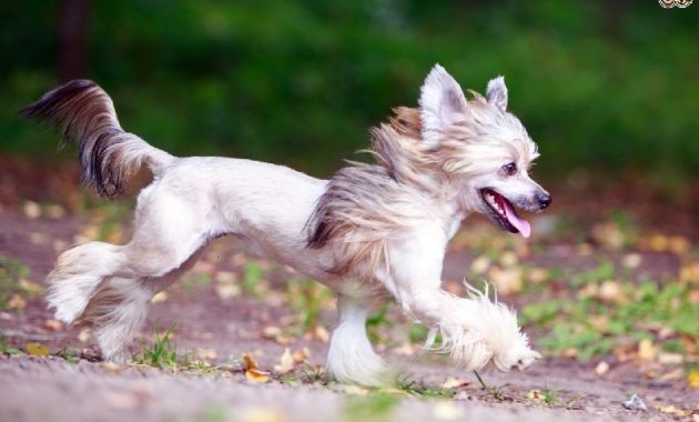 Gambar Jenis Anjing Kecil-Chinese Crested