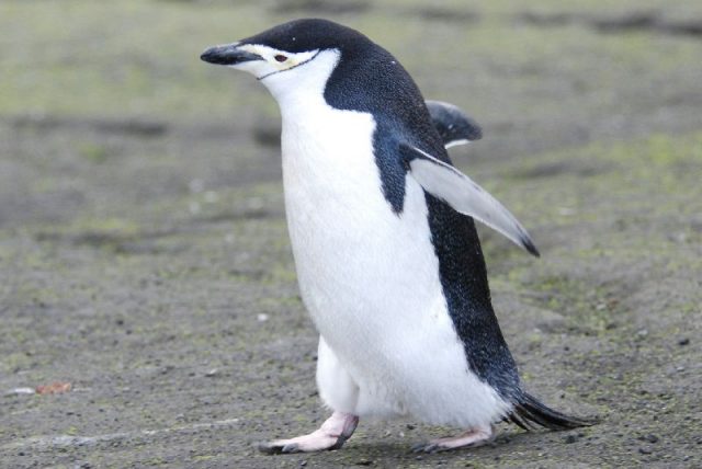 Gambar Nama Hewan Dari Huruf C - Chinstrap Penguin