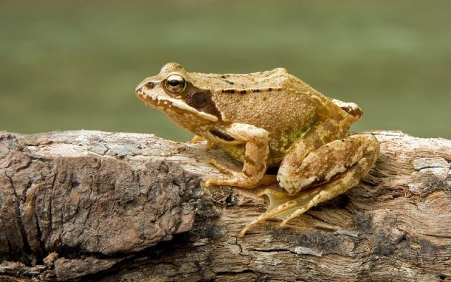 Gambar Nama Hewan Dari Huruf C - Common Frog