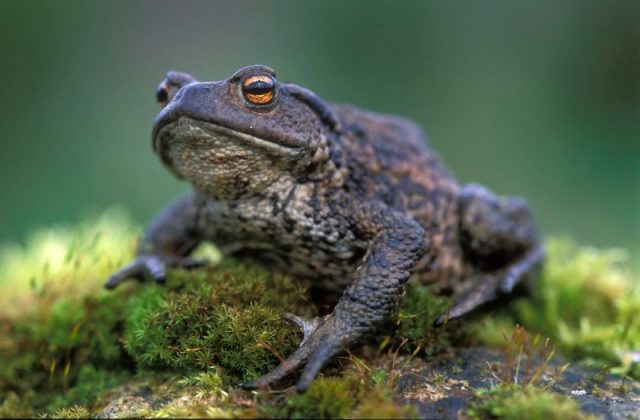 Gambar Nama Hewan Dari Huruf C - Common Toad