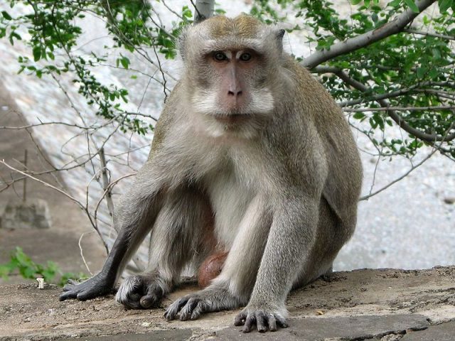 Gambar Nama Hewan Dari Huruf C - Crab-Eating Macaque