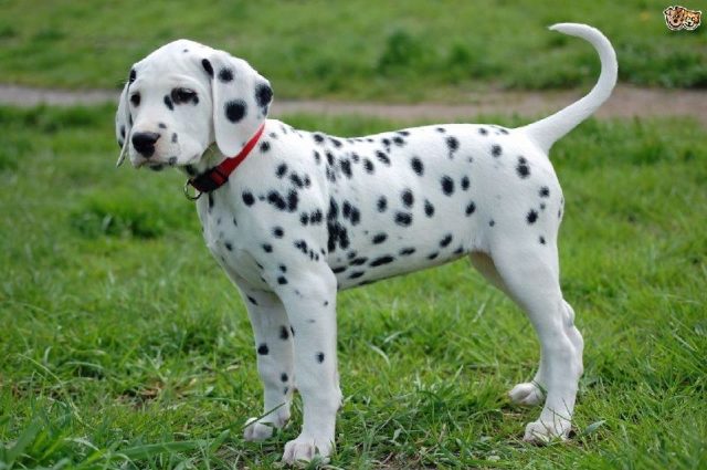  Nama Hewan Dari Huruf D-Dalmatian ( Anjing )