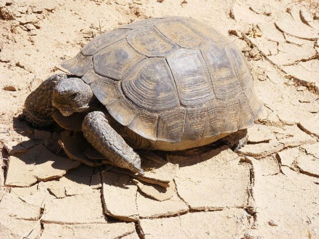  Nama Hewan Dari Huruf D-Desert Tortoise ( Kura Kura )