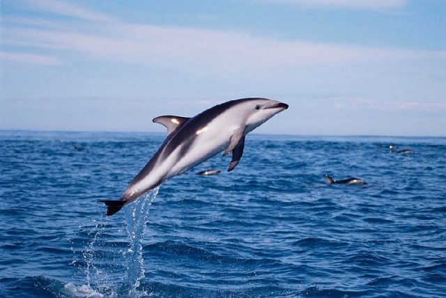 Nama Hewan Dari Huruf D-Dusky Dolphin ( Hewan Laut )