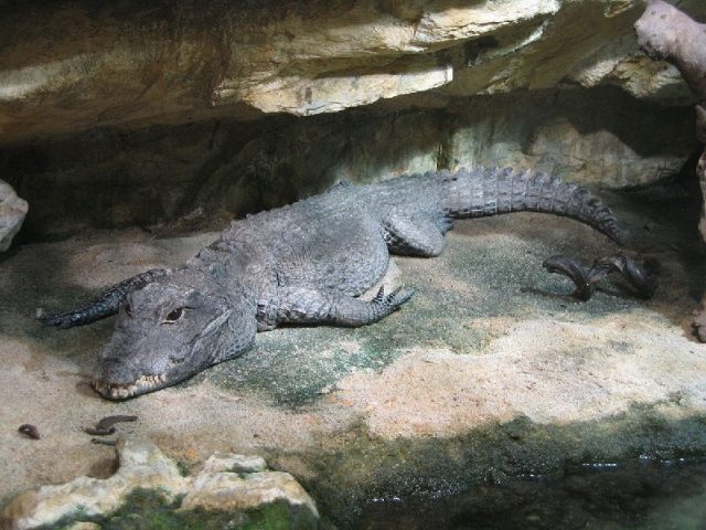 Nama Hewan Dari Huruf D-Dwarf Crocodile ( Buaya )