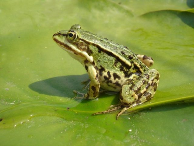 Gambar Nama Hewan Dari Huruf E - Edible Frog