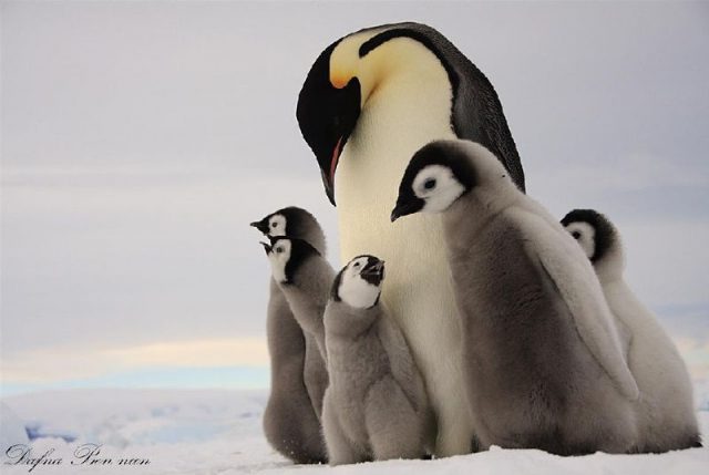 Gambar Nama Hewan Dari Huruf E - Emperor Penguin