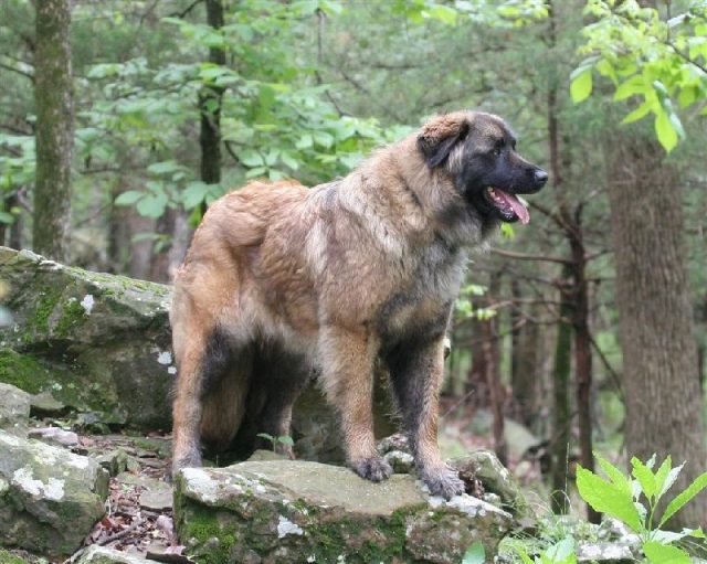 Gambar Nama Hewan Dari Huruf E - Estrela Mountain Dog