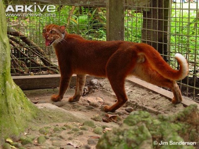 Foto Dan Gambar Kucing Merah Kalimantan atau BORNEAN BAY CAT