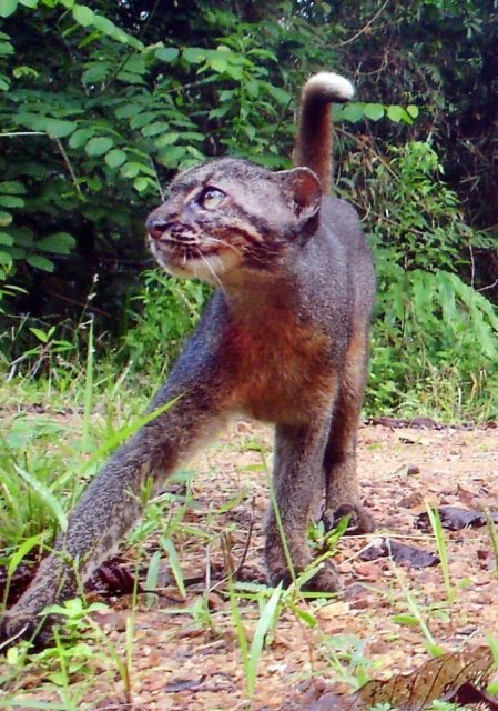 Gambar Kucing Merah Kalimantan atau Borneo Bay Cat (Pardofelis badia)