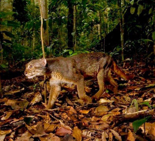 Gambar Kucing Merah Kalimantan atau The bay cat (Pardofelis badia)