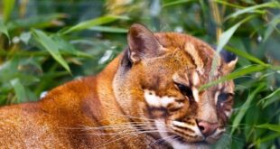 Gambar Kucing Merah Kalimantan atau BORNEAN BAY CAT