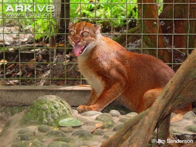 Gambar Kucing Merah Kalimantan atau Borneo bay cat