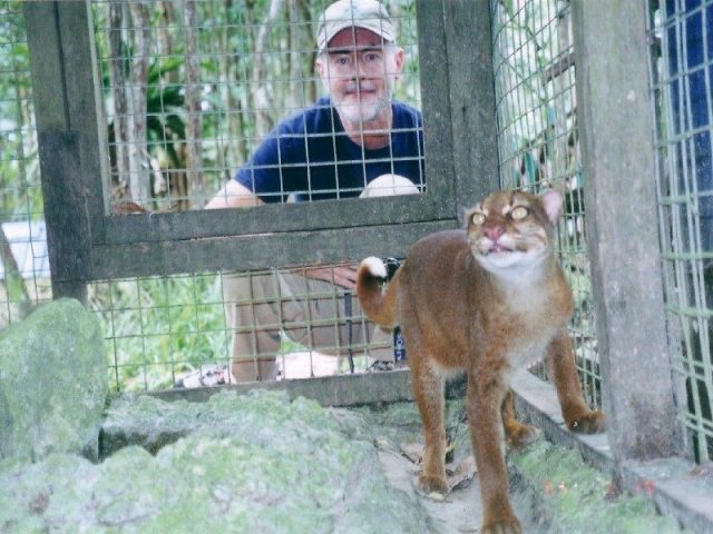 Gambar Kucing Merah Kalimantan atau Pardofelis Badia