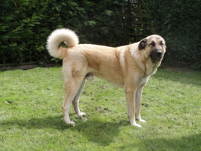 Gambar Jenis Anjing Besar Anatolian shepherd