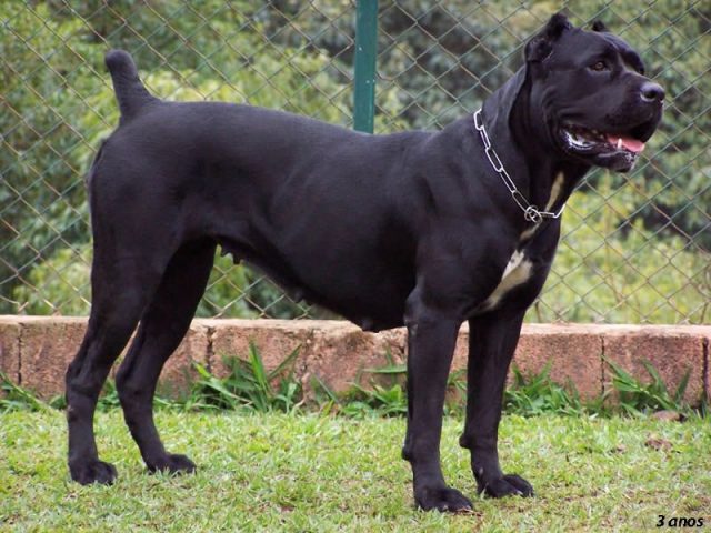 Gambar Jenis Anjing Besar Cane Corso