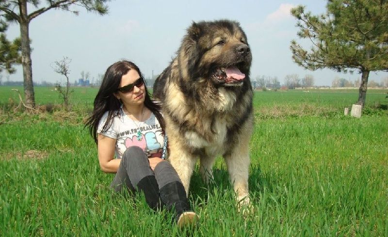 Gambar Jenis Anjing Besar Caucasian shepherd dog