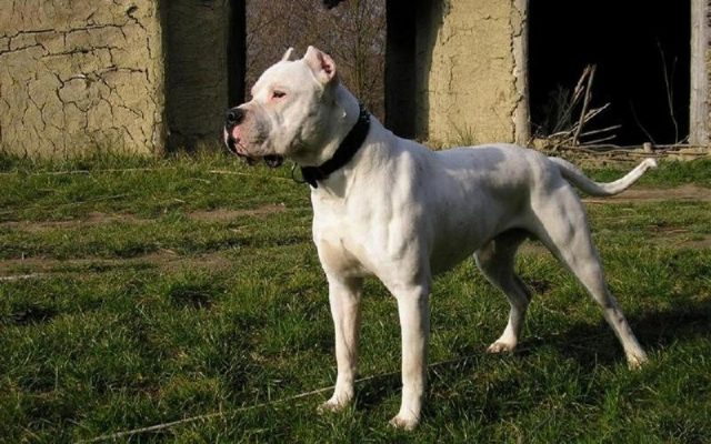 Gambar Jenis Anjing Besar Dogo Argentino