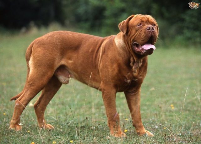 Gambar Jenis Anjing Besar Dogue de Bordeaux