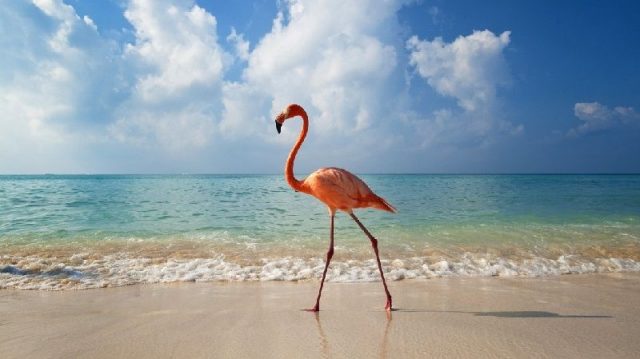 Gambar Flamingo - Nama Hewan Dari Huruf F
