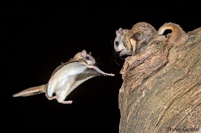 Gambar Flying Squirrel - Nama Hewan Dari Huruf F