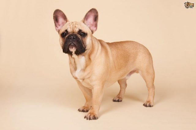Gambar French Bulldog - Nama Hewan Dari Huruf F