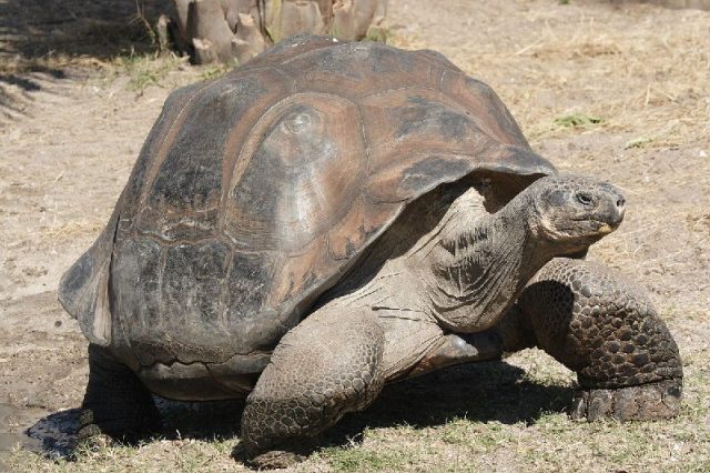 Gambar Galapagos Tortoise - Nama Hewan Dari Huruf G