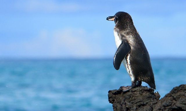 Gambar Galapagos Penguin - Nama Hewan Dari Huruf G